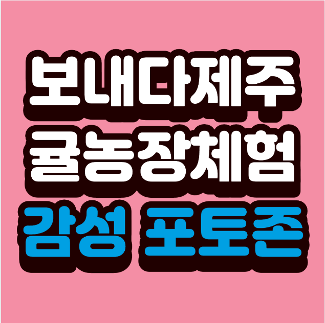 “보내다제주: 가지 말자던 사람도 반할 제주 감귤체험 – 신혼부부 픽 감성 포토존